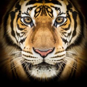 Detroit Tiger of a Deal